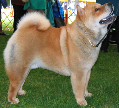 shorthaired chow chow