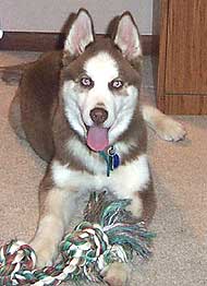 photo of  siberian husky dog