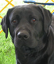 what a black labrador retriever dog looks like