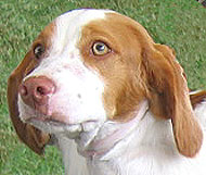 brittany spaniel dog
