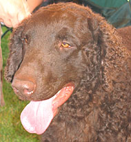 photo of  liver colored curly coated retriever dog
