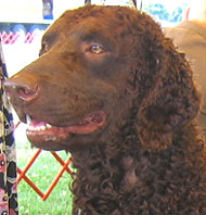 liver colored curly coated retriever dog