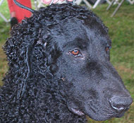 solid black curly coated retriever dog