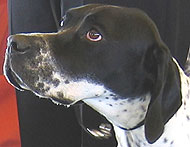 photo of black and white German Shorthaired Pointer 