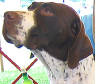 photo of liver and white German Shorthaired Pointer