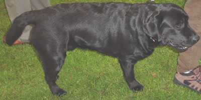 photo of a black labrador retriever dog