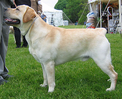 photo of a yellow labrador retriever dog