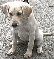 photo of a yellow labrador retriever puppy