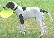 photo of a pointer dog