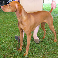 photo of adult vizla dog