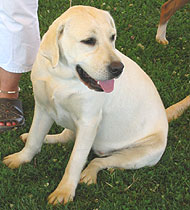photo of a yellow labrador retriever dog