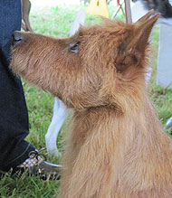 australian terrier dog