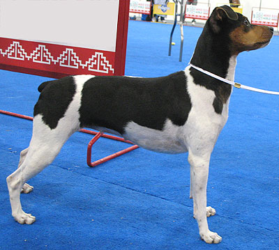 brazilian terrier dog