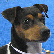 brazilian terrier dog