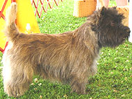 cairn terrier dog