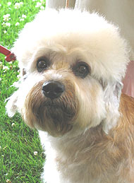 photo of a dandie dinmont dog