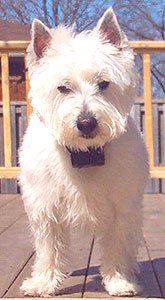 adult west highland white terrier dog