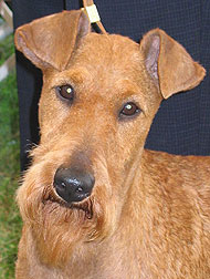 irish terrier dog