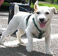 jack russell terrier puddin dog