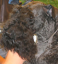 photo of a kerry blue terrier