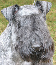 kerry blue terrier dog