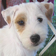 parson russell terrier dog