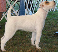 parson russell terrier dog