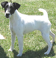 photo of smooth fox terrier dog
