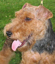 photo of a welsh terrier dog