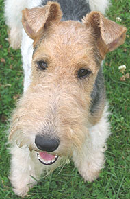 photo of  wirehaired fox terrier dog
