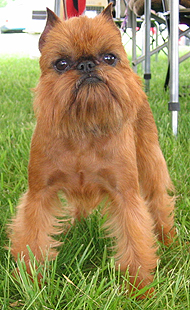 brussels griffon dog