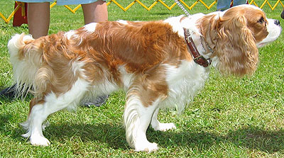 cavalier king charles spaniel dog