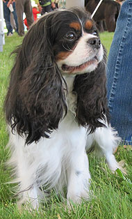photo of a cavalier king charles spaniel dog