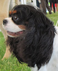 photo of a cavalier king charles spaniel dog