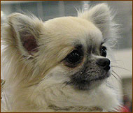 chihuahua dog long-haired