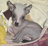 hairless chinese crested puppy