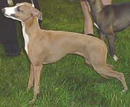 photo of an italian greyhound dog
