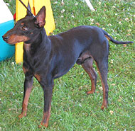 toy manchester terrier dog