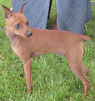 photo of a miniature pinscher dog
