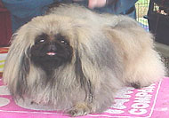 photo of a pekingese dog