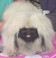 photo of a pekingese dog