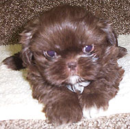 photo of a shih tzu puppy