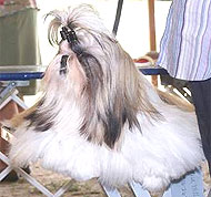 photo of a shih tzu dog