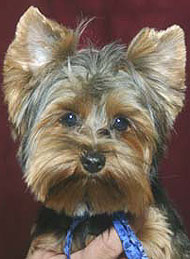 photo of a yorkshire terrier dog