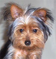 photo of a yorkshire terrier