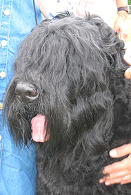 photo of a black russian terrier dog