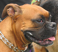 photo of a boxer dog
