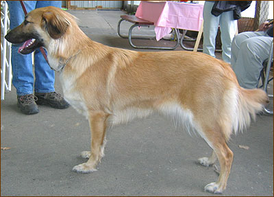 chinook dog