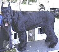 giant schnauzer dog