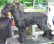 giant schnauzer dog
